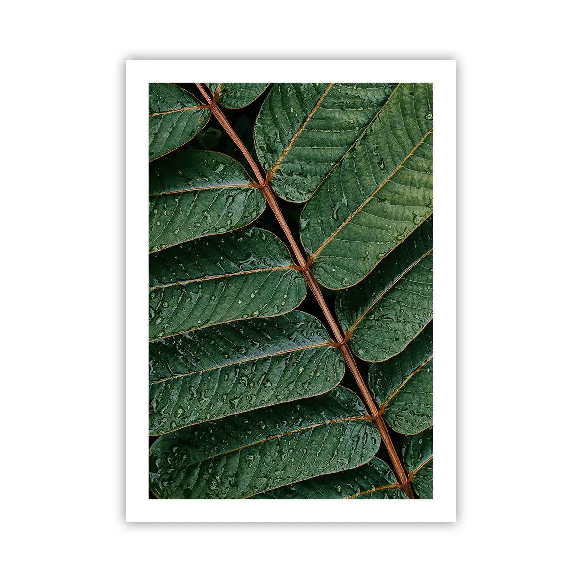 Poster - In Green Rhythm - 50x70 cm