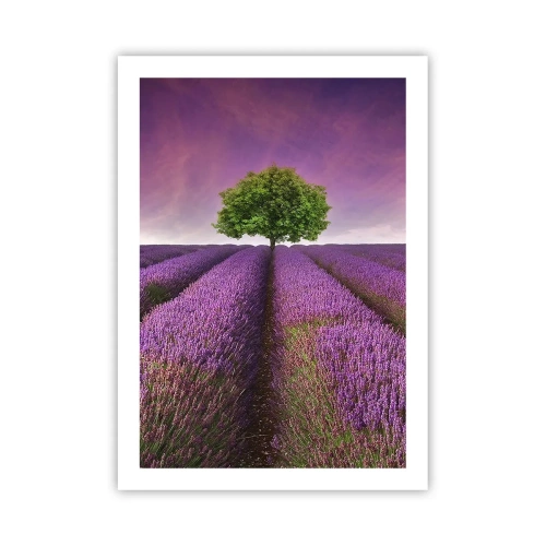 Poster - In the Fields of Lavender - 50x70 cm