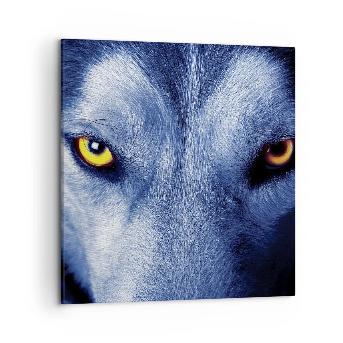 Canvas picture - Mesmerising Look - 50x50 cm