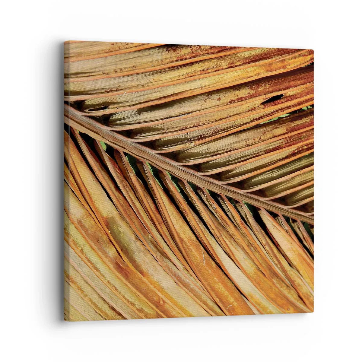 Canvas picture - Coconut Gold - 30x30 cm