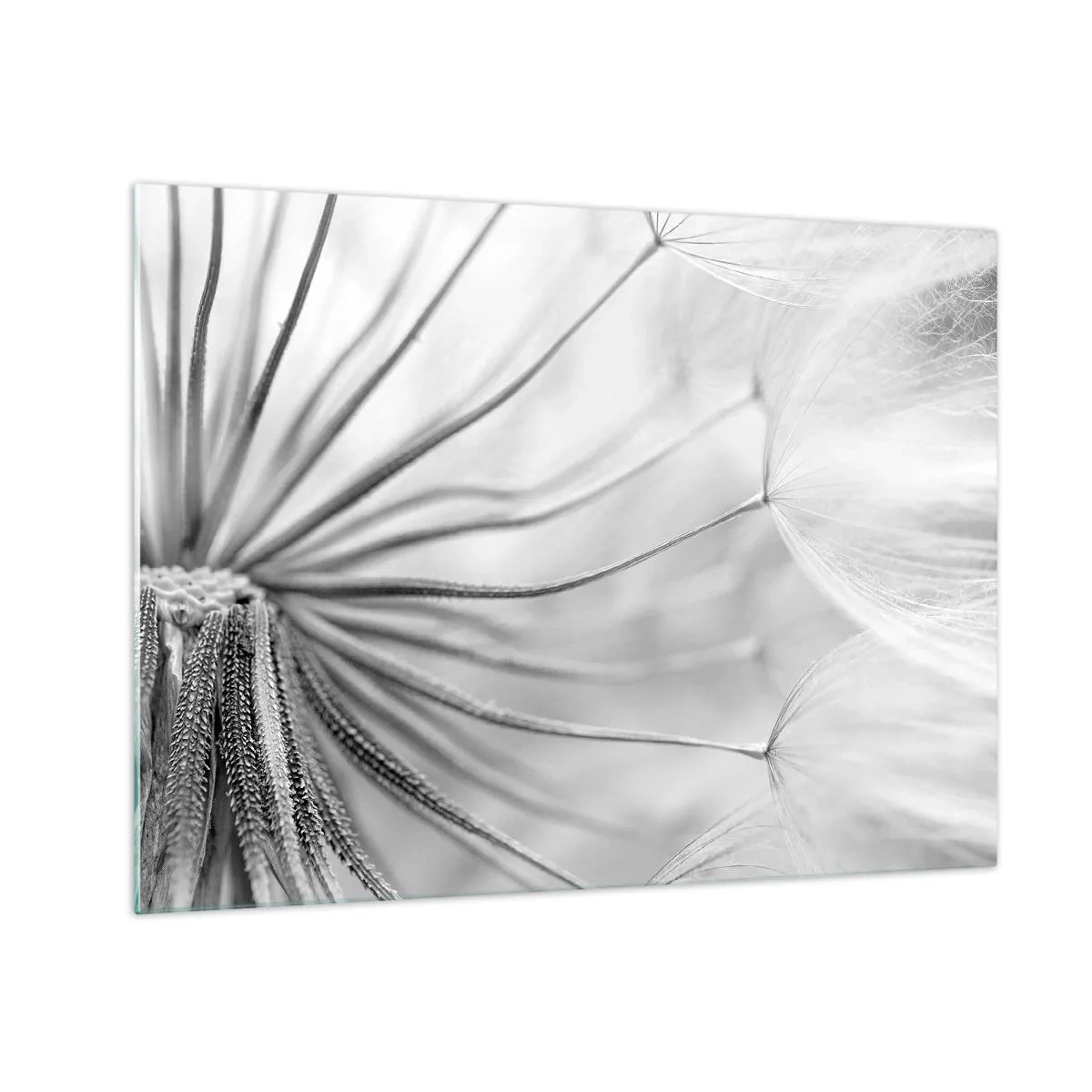 Glass picture - Macro photography of a dandelion in shades of black and white - 70x50cm - Dandelion Kites - Modern wall decoration for the living room and bedroom ARTTOR