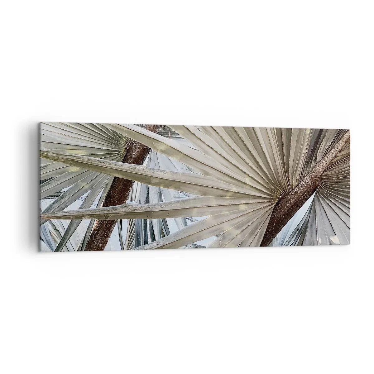 Canvas picture - Fans in tropics - 140x50 cm
