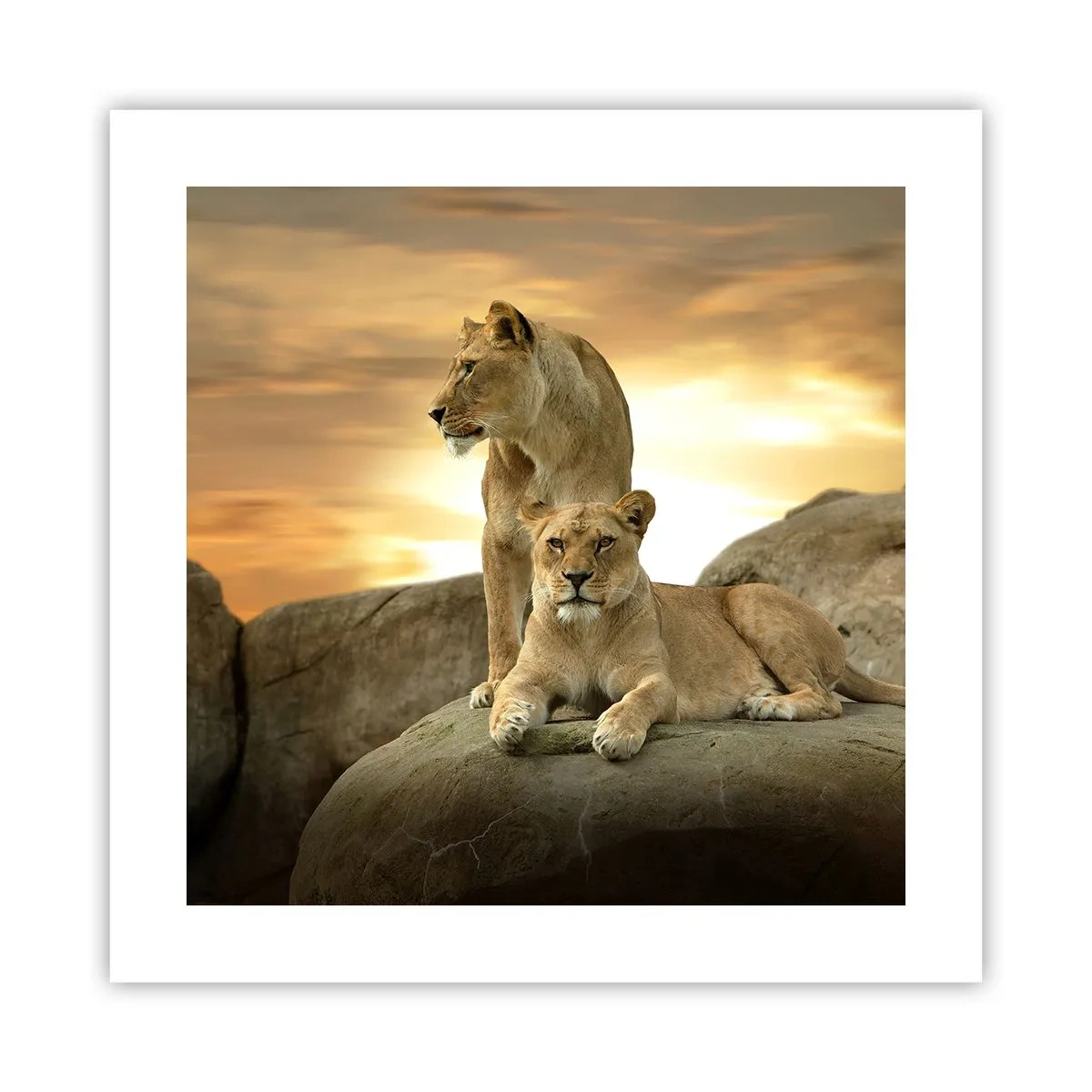Poster - Royal Majesty - 40x40 cm