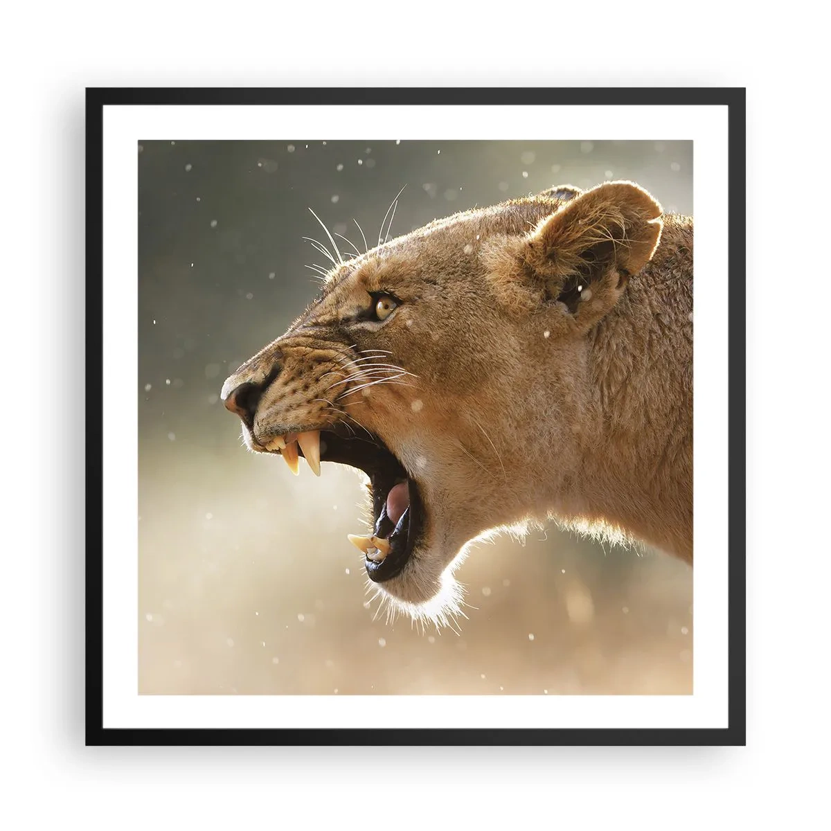 Poster in black frame - Try Not to Listen - 60x60 cm