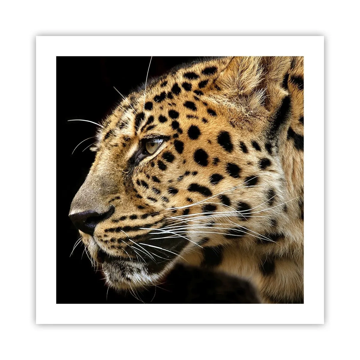 Poster - Calm, Focused, Ready - 50x50 cm