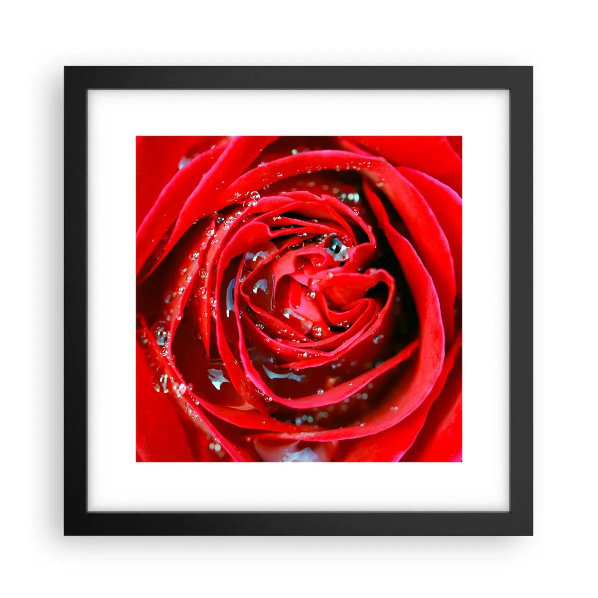 Poster in black frame - In Dew Drops - 30x30 cm