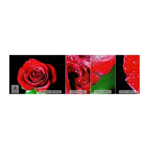 Photo Wallpaper Sample Premium Canvas - This Is Love - Flowers, Red Rose, Rose petals - 100x30 cm