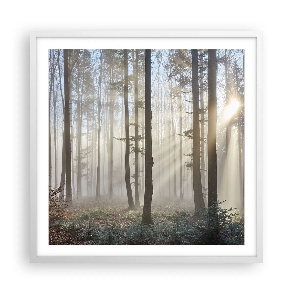 Poster in white frmae - Fog Has Woken up Too - 60x60 cm