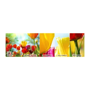 Photo Wallpaper Sample Self-Adhesive Deluxe Sticker - All Colours of the Sun - Tulips, Flowers, Meadow - 100x30 cm