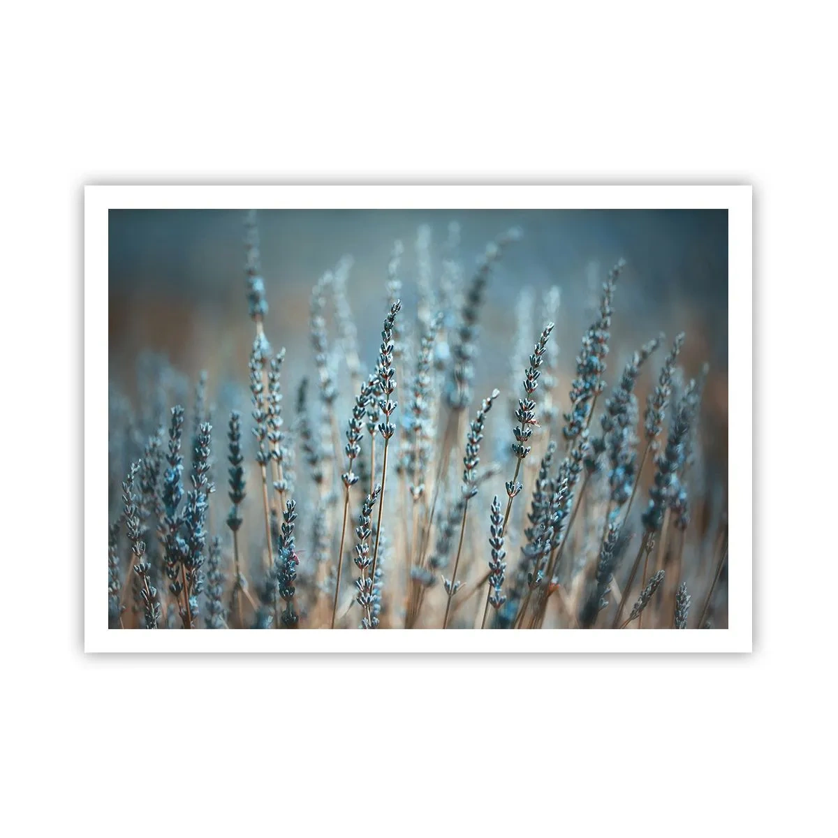 Poster - Fragrant Grass - 100x70 cm