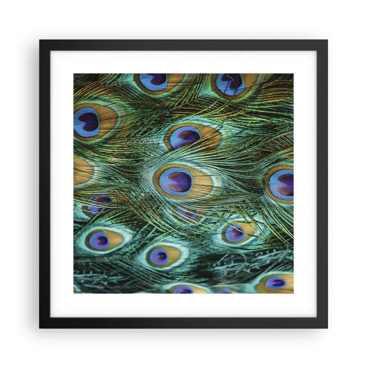 Poster in black frame - Peacock Eyes - 40x40 cm