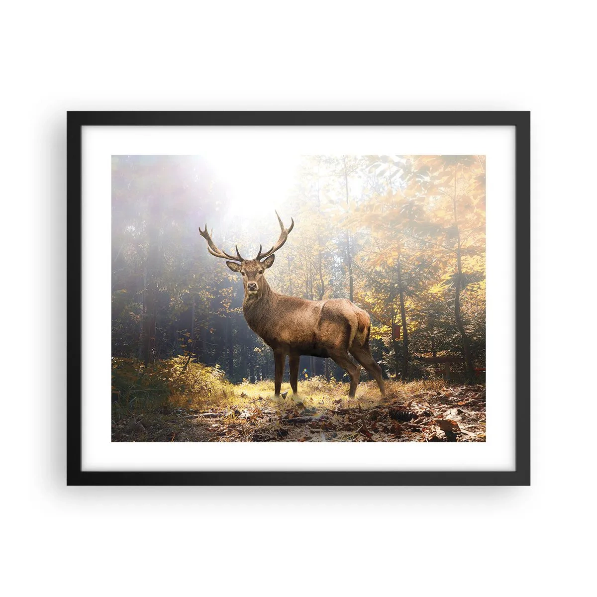 Poster in black frame - In Full Majesty - 50x40 cm