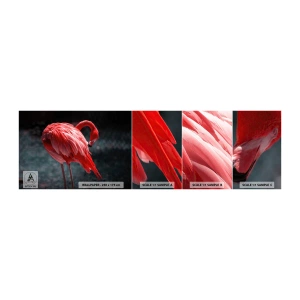 Photo Wallpaper Sample Self-Adhesive Deluxe Sticker - Crimson Poem of Nature - Flamingo, Bird, Nature - 100x30 cm