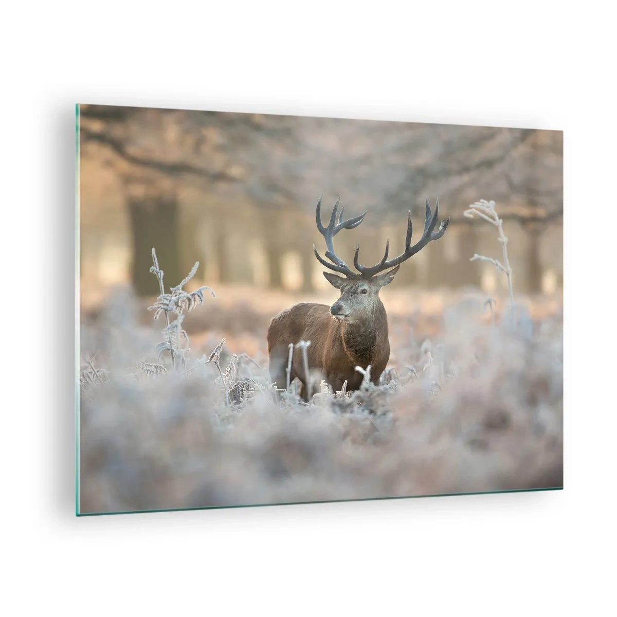 Glass picture - deer in a frosty clearing surrounded by a winter forest - 70x50cm - Chilly Morning - Modern wall decoration for the living room and bedroom ARTTOR