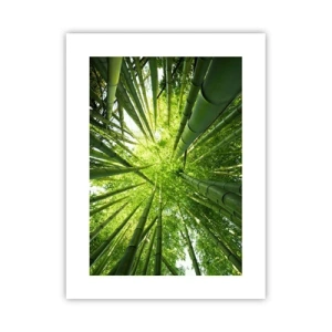 Poster - In a Bamboo Forest - 30x40 cm