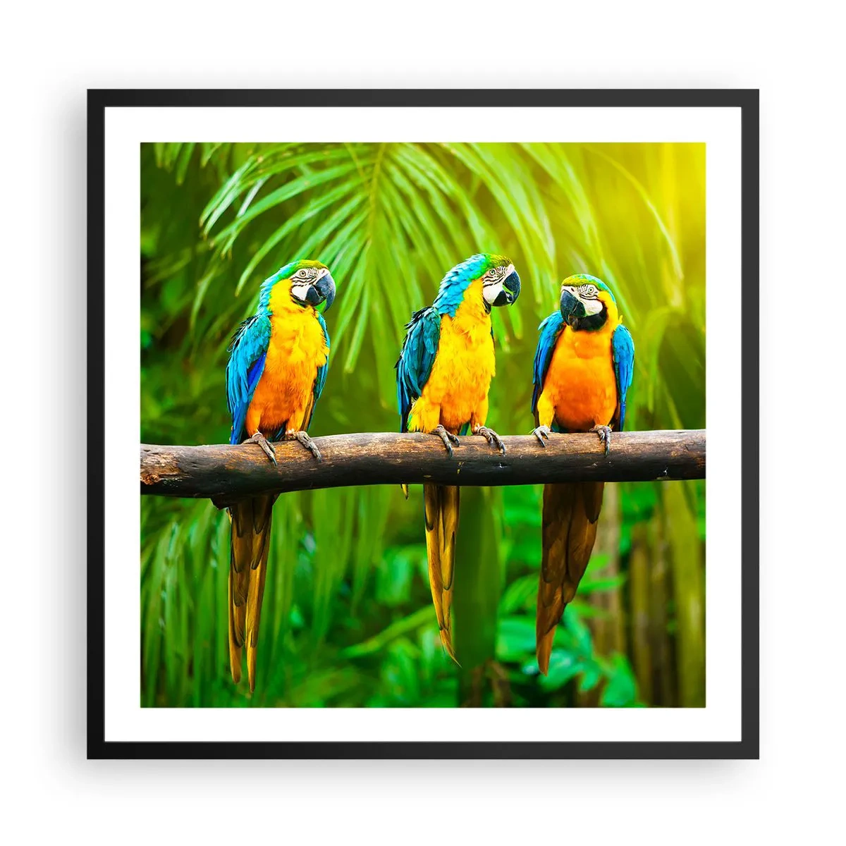 Poster in black frame - Did You Hear that She…? - 60x60 cm