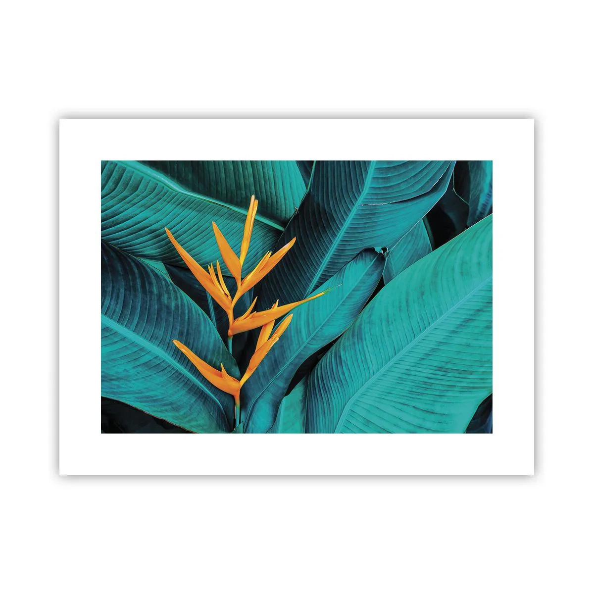 Poster - Flower of Eden - 40x30 cm