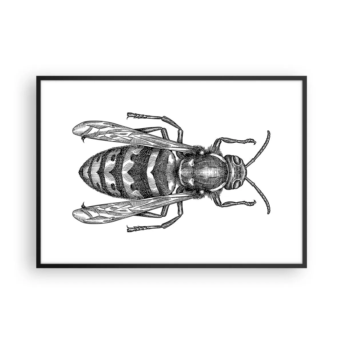 Poster in black frame - From Insect Planet - 100x70 cm
