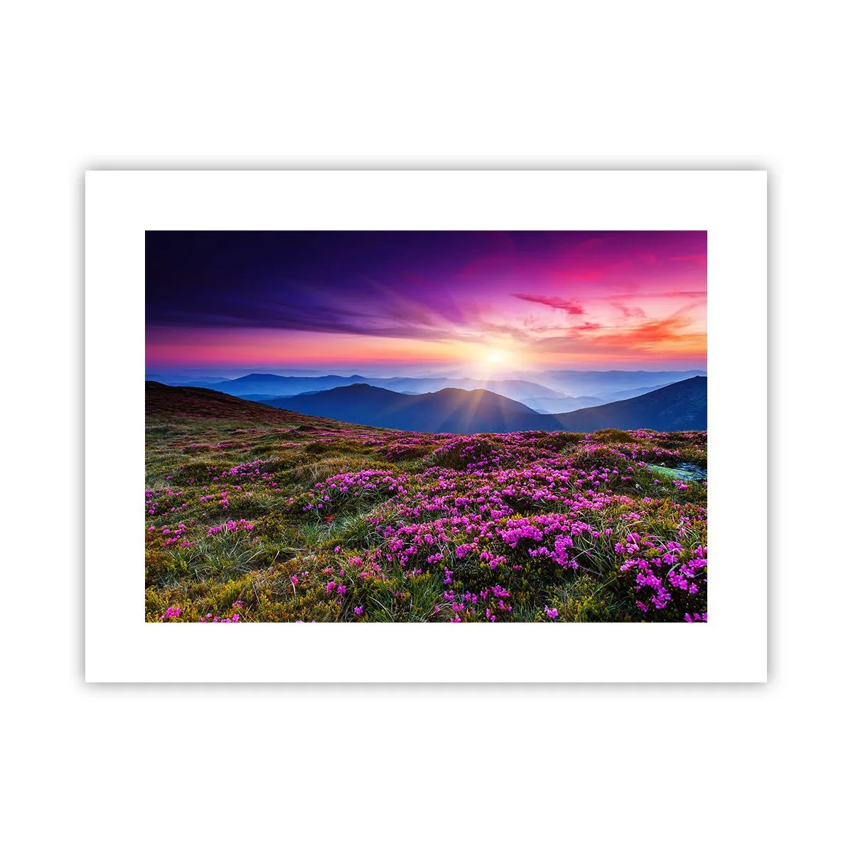 Poster - Smells Strongly of Herbs - 40x30 cm
