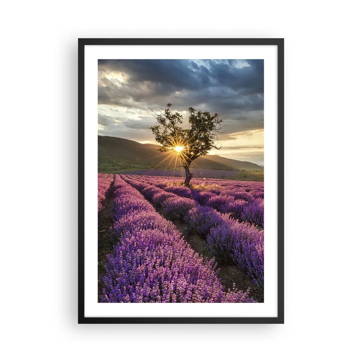 Poster in black frame - A lavender field with a lone tree and a sunset - 50x70cm - Lilac Coloured Aroma - Modern wall decoration for the living room and bedroom ARTTOR