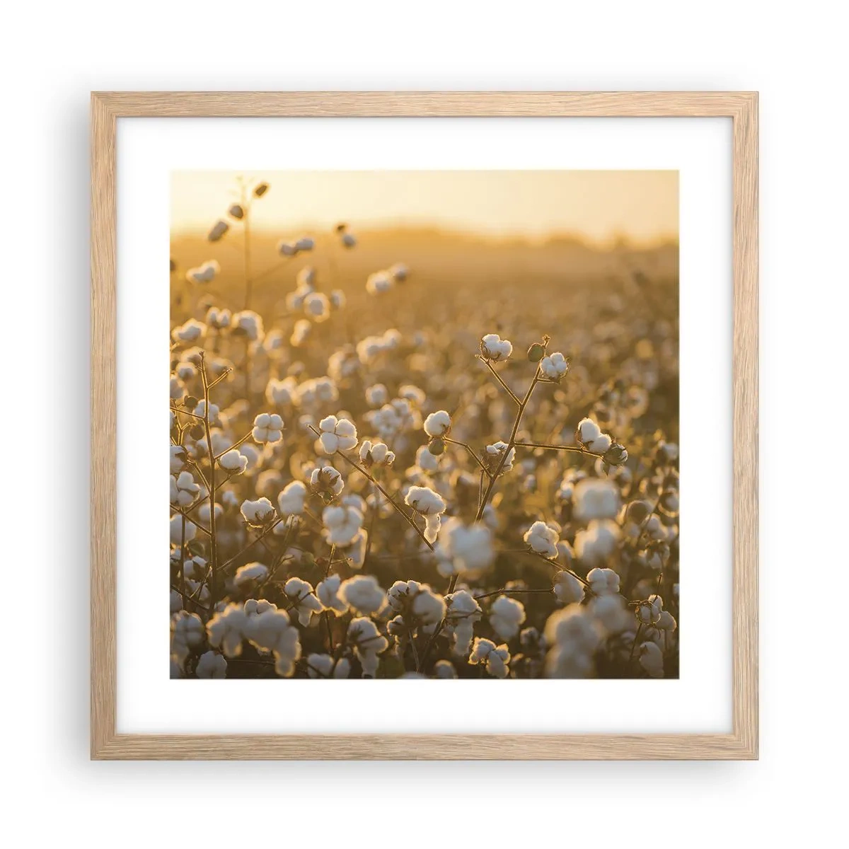Poster in light oak frame - Fluffy Field - 40x40 cm