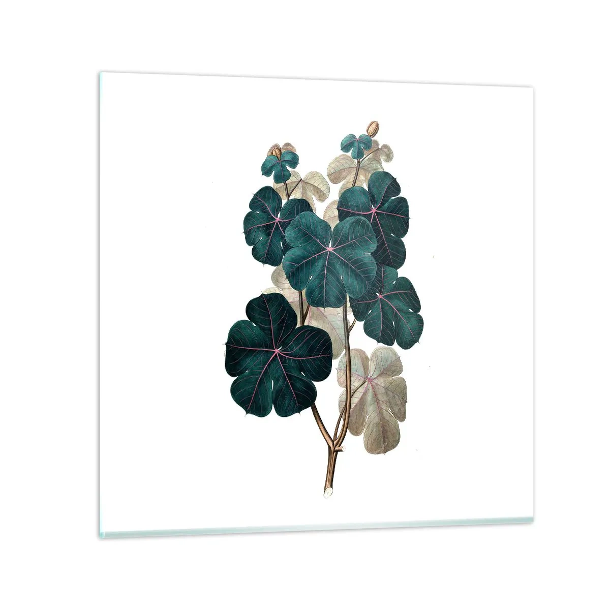 Glass picture - From the Old Herbarium - 50x50 cm