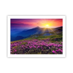 Poster - Surrounded by Mountain Pine and Herbs - 70x50 cm