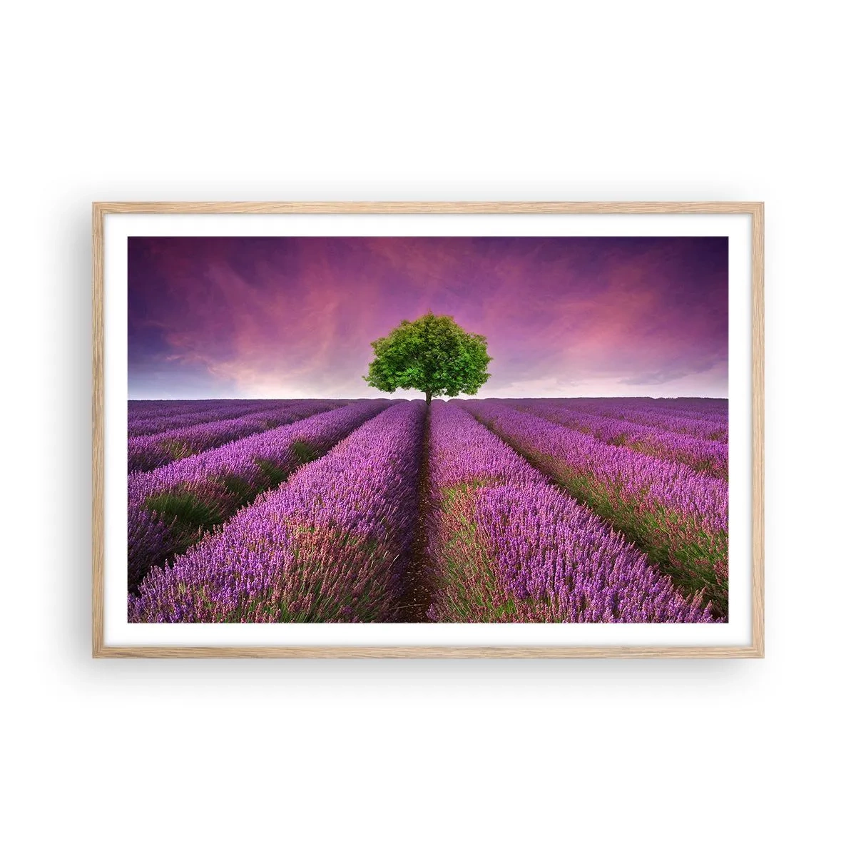 Poster in light oak frame - In the Fields of Lavender - 91x61 cm
