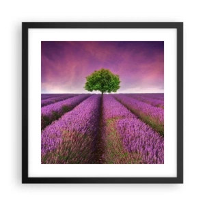 Poster in black frame - In the Fields of Lavender - 40x40 cm