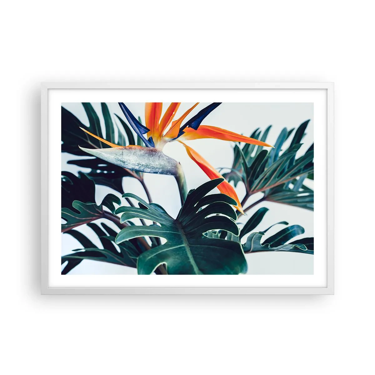 Poster in white frmae - Birdy Bush - 70x50 cm