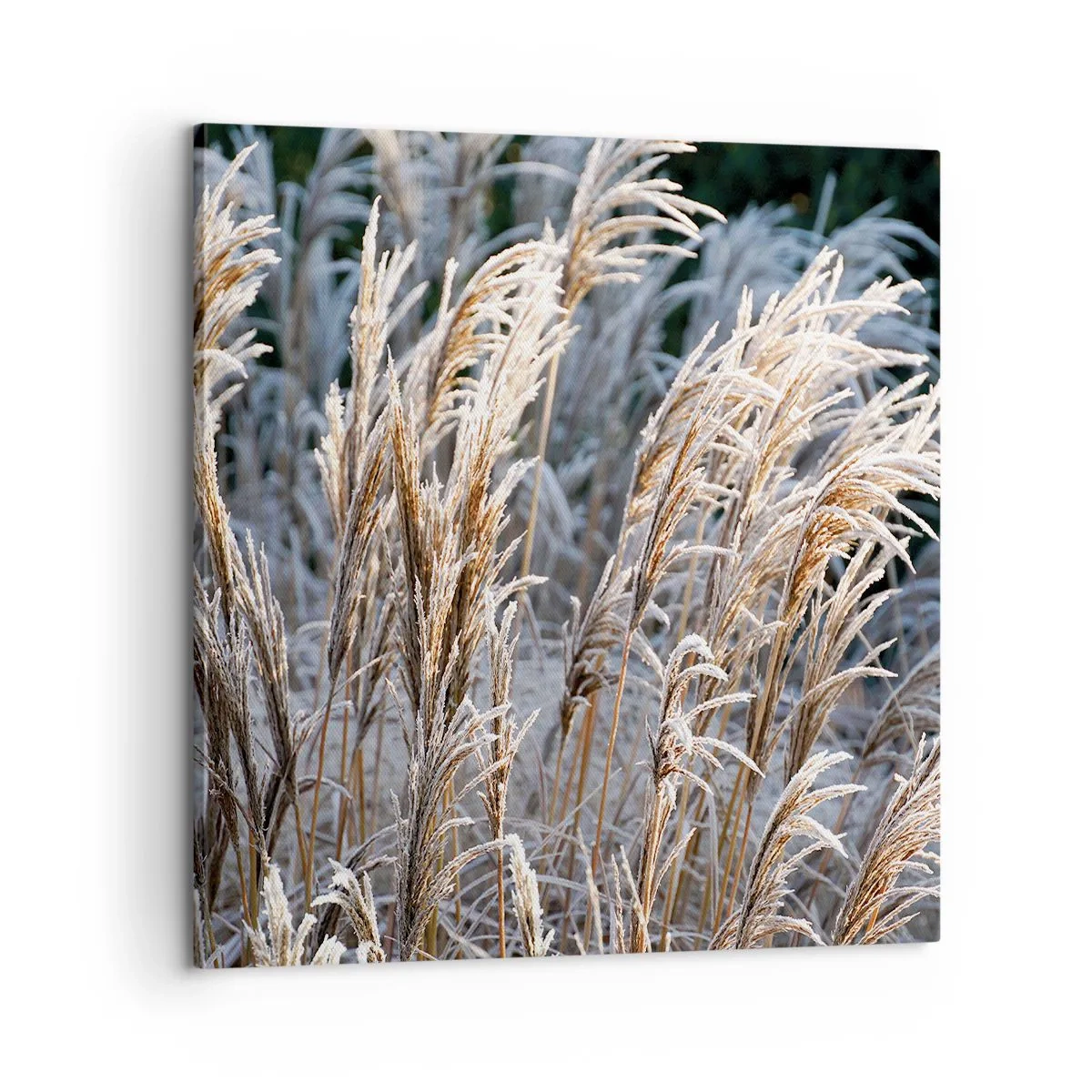 Canvas picture - Decorated with Frost - 60x60 cm