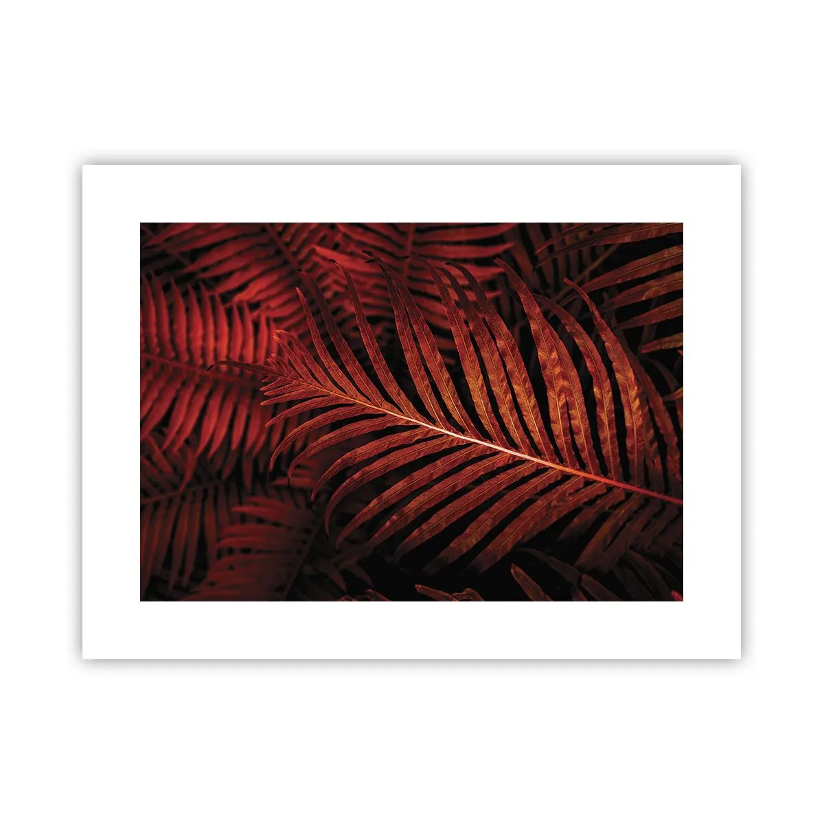 Poster - Heat of Life - 40x30 cm