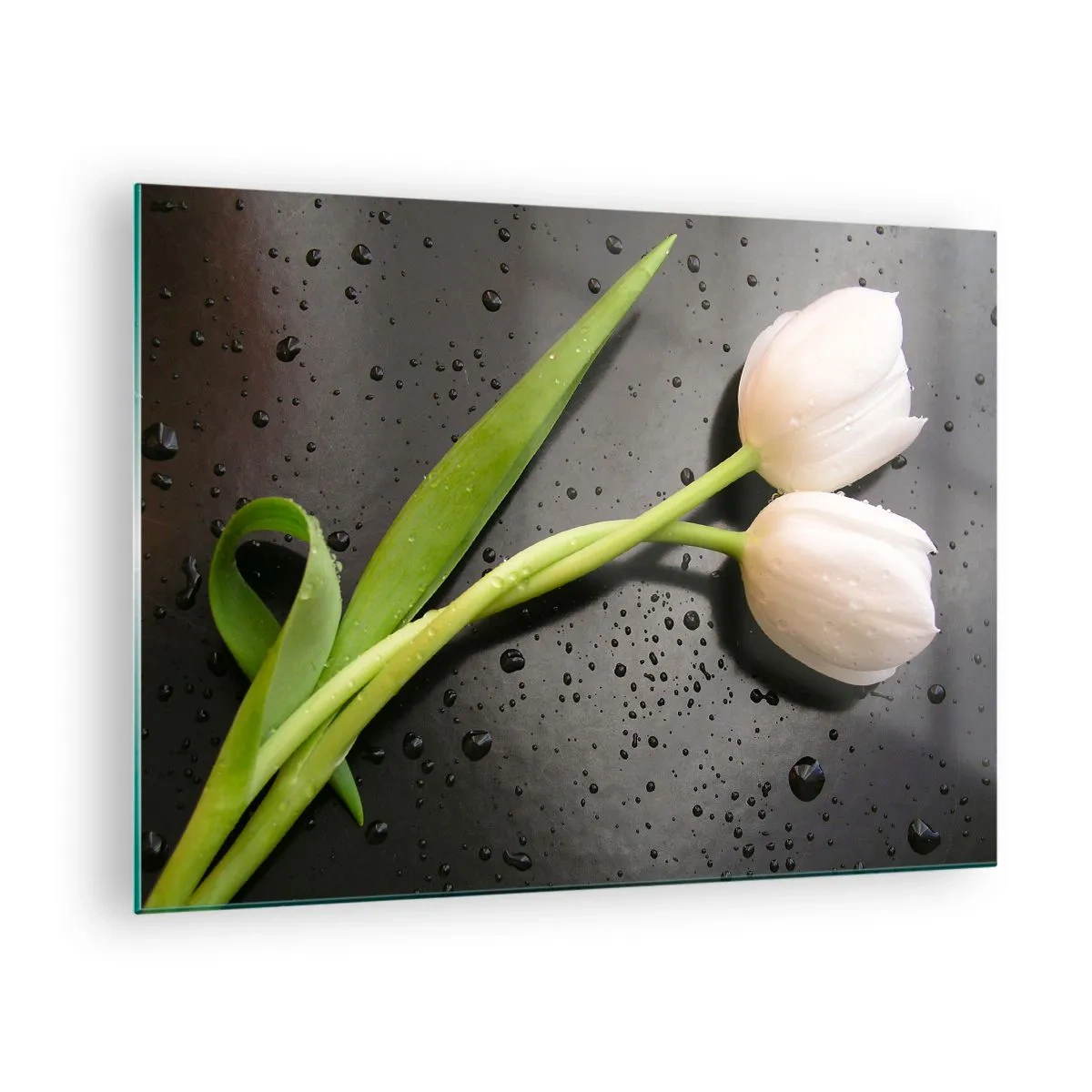 Glass picture - White tulips on a background with water drops - 70x50cm - Spring Braid - Modern wall decoration for the living room and bedroom ARTTOR