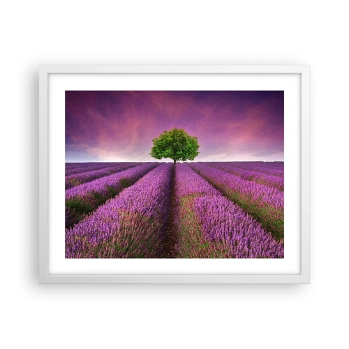 Poster in white frmae - In the Fields of Lavender - 50x40 cm