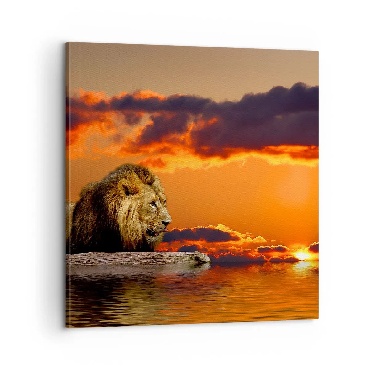 Canvas picture - The King of Nature - 60x60 cm