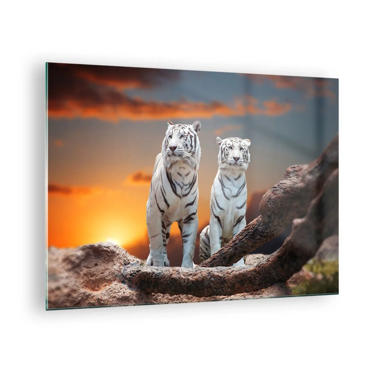 Glass picture - White tigers against the setting sun - 70x50cm - Just Like in Narnia - Modern wall decoration for the living room and bedroom ARTTOR