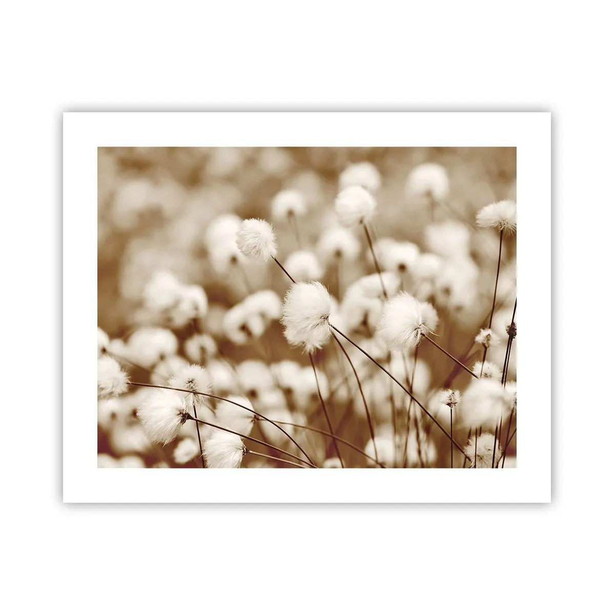 Poster - Fluffy field - 50x40 cm