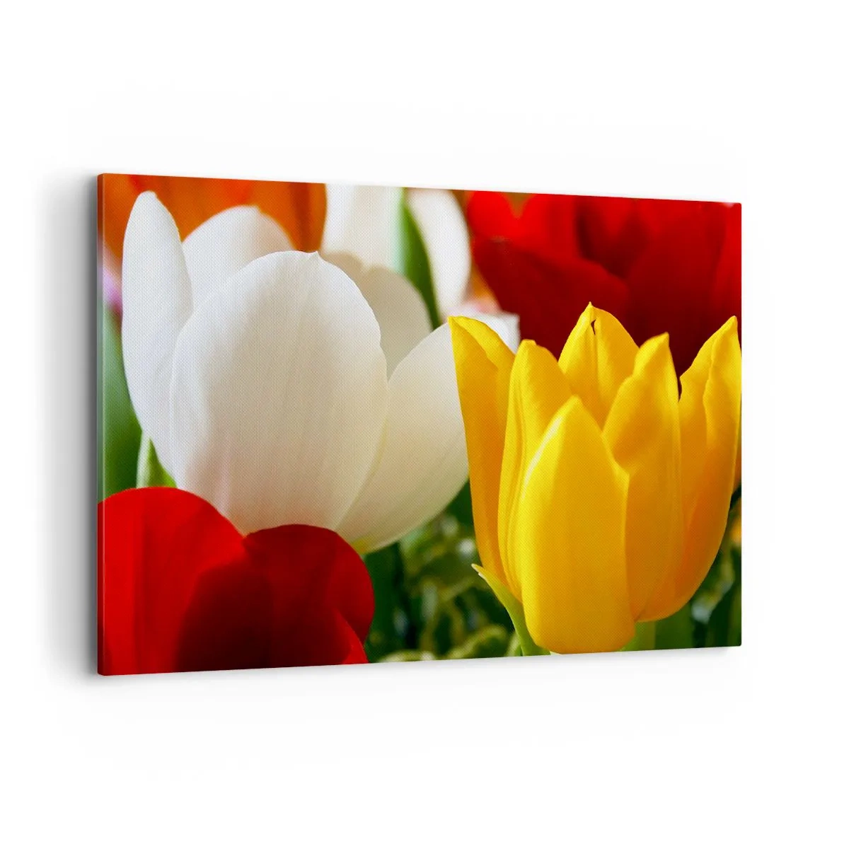 Canvas picture - Tulip Fever - 100x70 cm