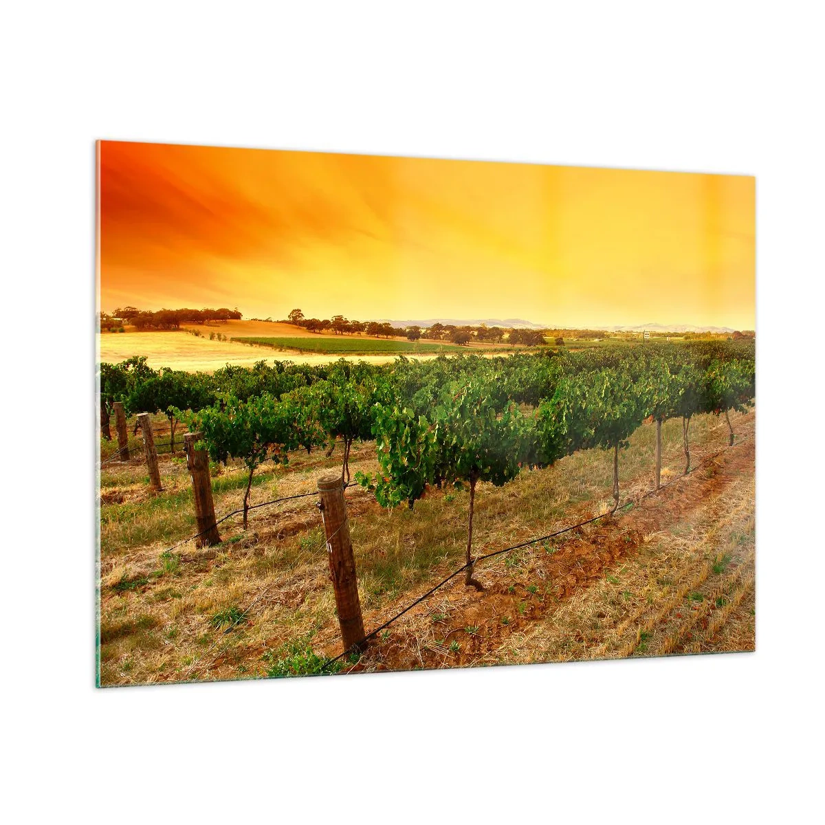 Glass picture - Drink up the Sun - 100x70 cm