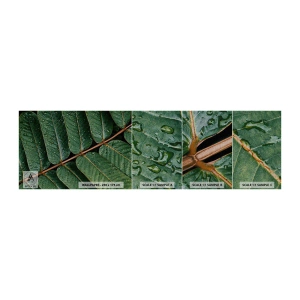 Photo Wallpaper Sample Premium Canvas - In Green Rhythm - Green leaves, Tropical Plant, Piece - 100x30 cm