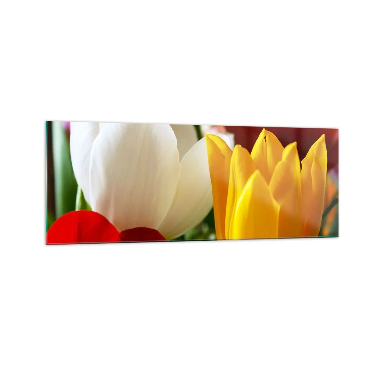 Glass picture - Tulip Fever - 140x50 cm