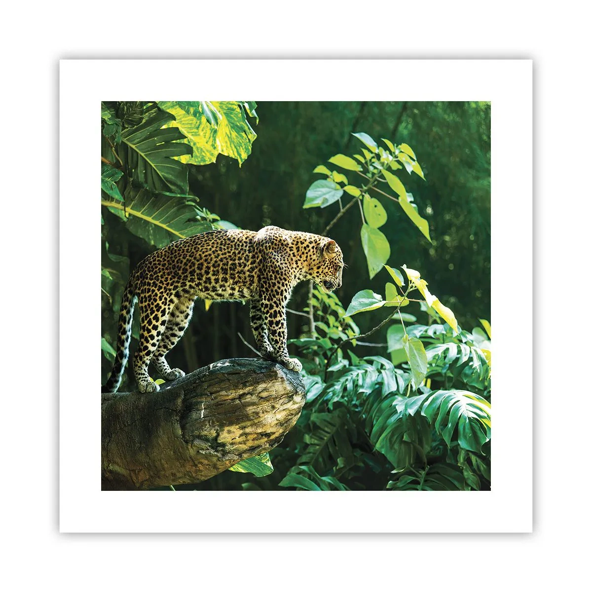 Poster - Going Hunting? - 40x40 cm