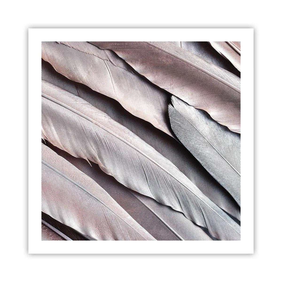 Poster - In Pink Silverness - 60x60 cm