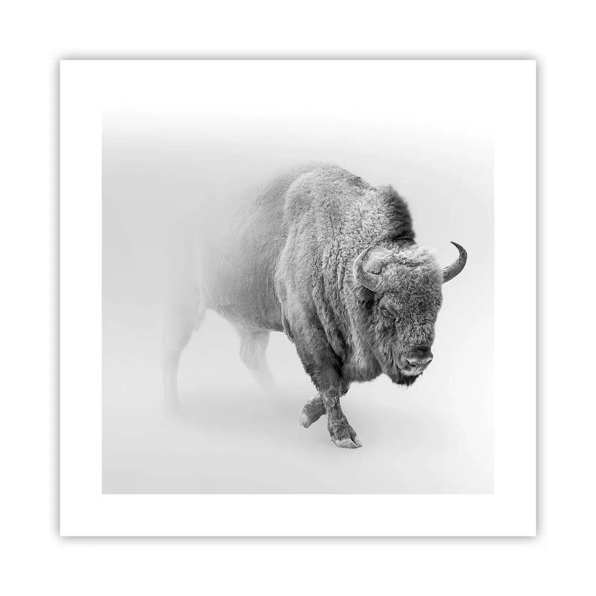 Poster - King of the Prairie - 40x40 cm