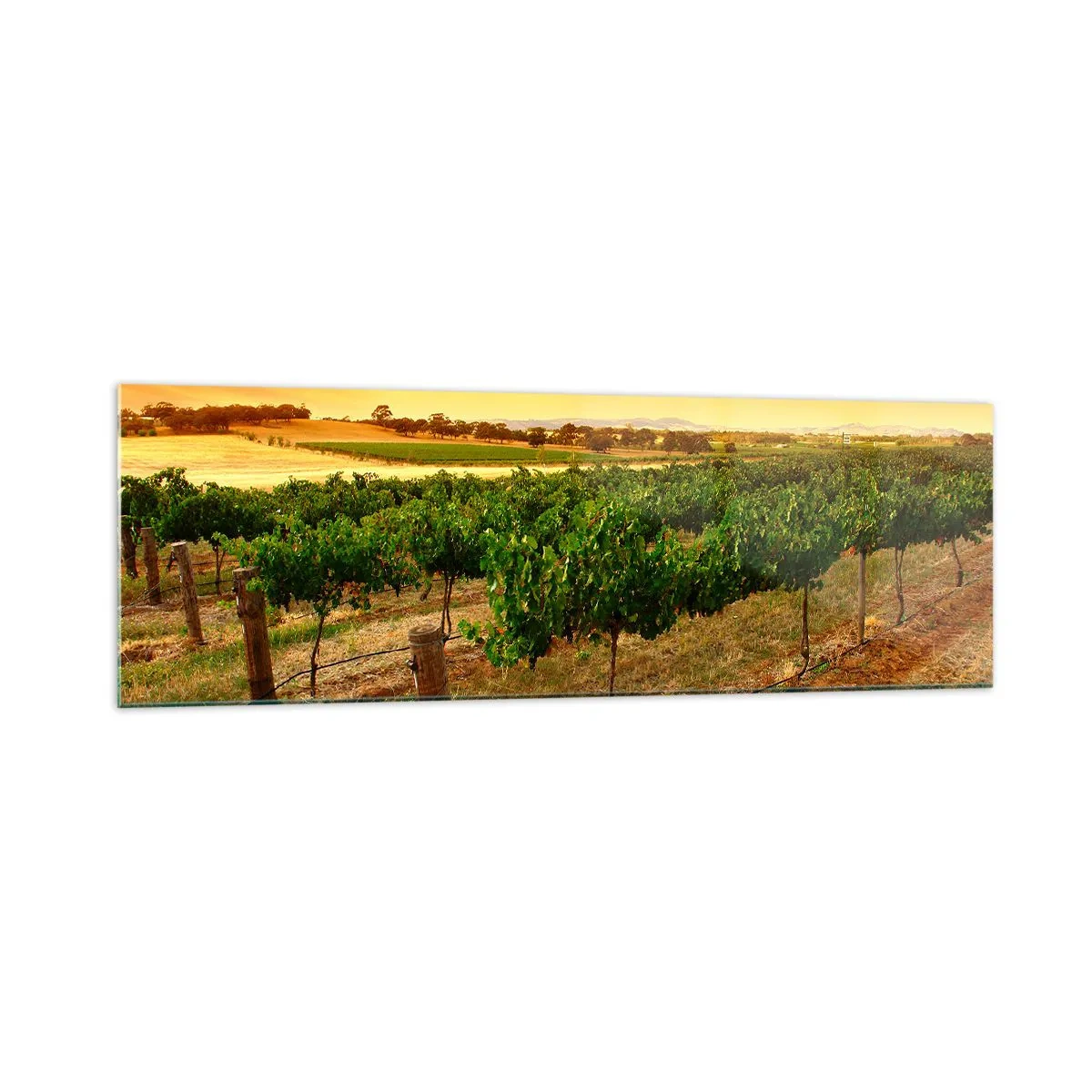 Glass picture - Drink up the Sun - 160x50 cm