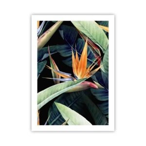 Poster - Flaming Flowers of the Tropics - 50x70 cm