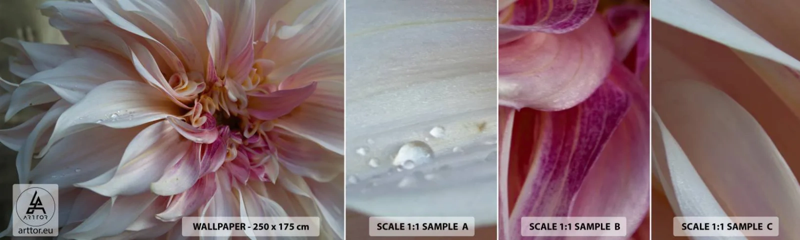 Photo Wallpaper Sample Standard Eco - Blooming Freshness - Flower, Dahlia, Plant - 100x30 cm