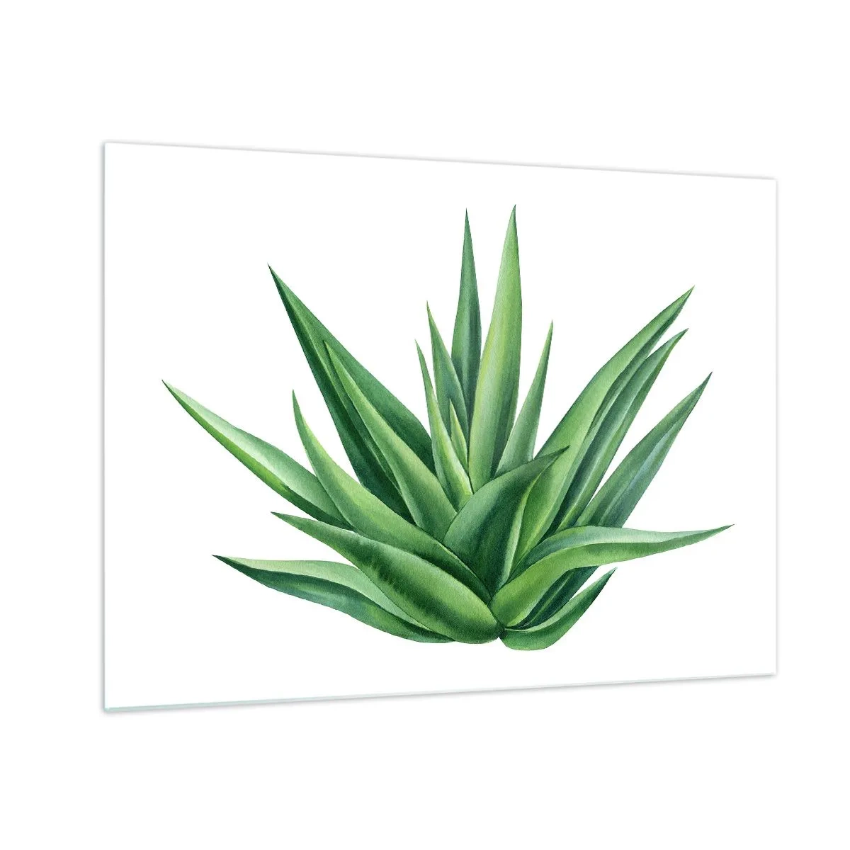 Glass picture - A green plant with fleshy leaves on a white background - 70x50cm - Green - Power - Life - Modern wall decoration for the living room and bedroom ARTTOR