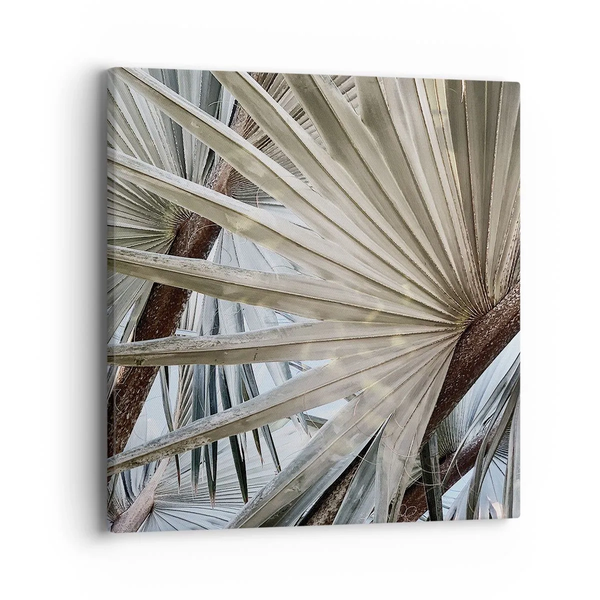 Canvas picture - Fans in tropics - 40x40 cm