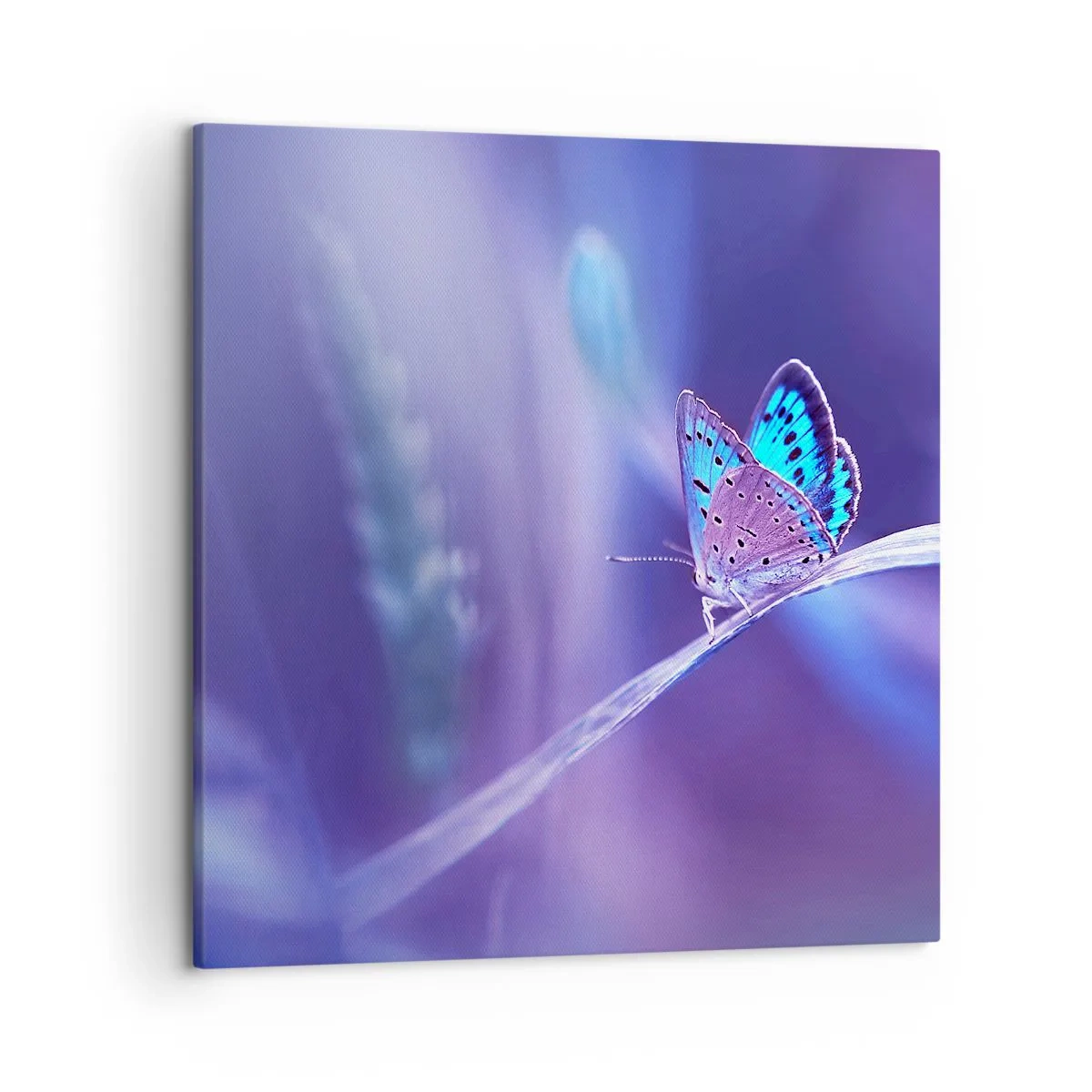 Canvas picture - Jewel of Nature - 50x50 cm